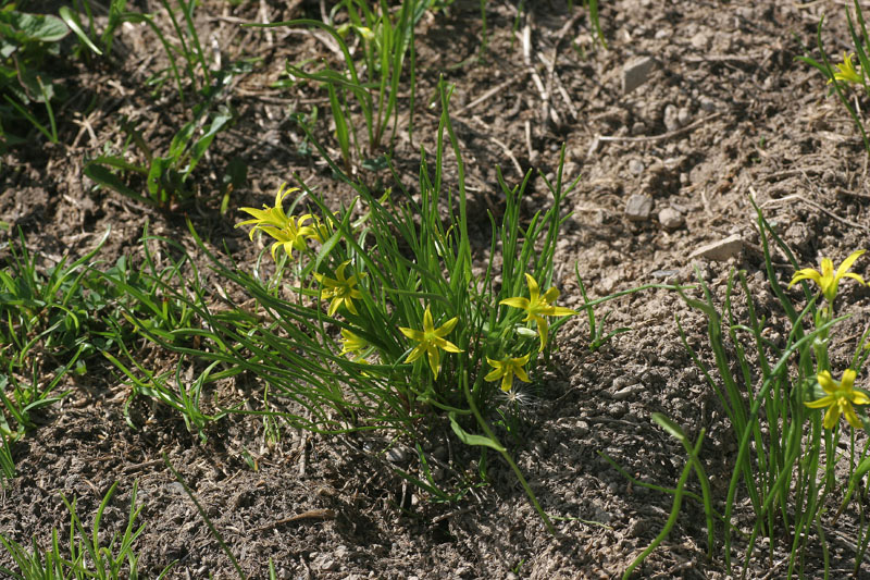 Gagea minima / Cipollaccio minore